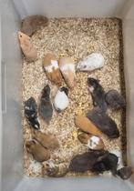 Syrische hamsters jong verschillende kleuren, Dieren en Toebehoren, Knaagdieren, Hamster, Mannelijk, November, Tam