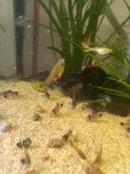 King cobra guppen, Vis