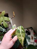 Alocasia Polly 'Splash', Huis en Inrichting, Ophalen of Verzenden, Overige soorten, Minder dan 100 cm