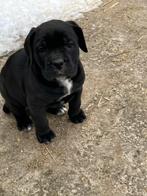 Cane Corso pups zwart, Overige rassen, 8 tot 15 weken, Meerdere, Meerdere dieren