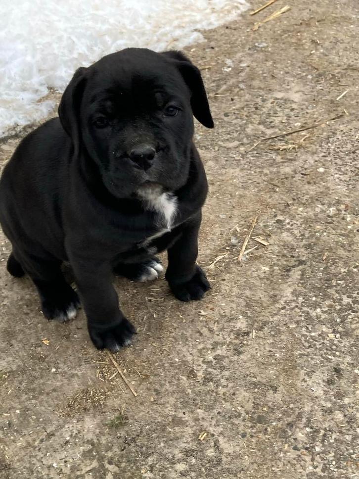 Cane Corso pups zwart, Dieren en Toebehoren, Honden | Bulldogs, Pinschers en Molossers, Meerdere dieren, Overige rassen, Particulier