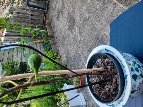 Biologisch opgekweekte vijg Bornholm, Tuin en Terras, Planten | Fruitbomen, Vijgenboom, Ophalen
