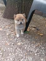 Shiba Inu pups beschikbaar, Dieren en Toebehoren, Overige rassen, CDV (hondenziekte), 8 tot 15 weken, Meerdere
