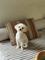 Dekreu poochon (Toypoedel - Bichon frisé), Particulier, 1 tot 2 jaar, Reu, Nederland