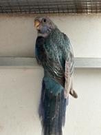 Rosella blauwpastel split zwart, Dieren en Toebehoren, Vogels | Parkieten en Papegaaien, Parkiet