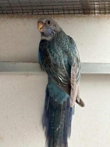 Rosella blauwpastel split zwart beschikbaar voor biedingen