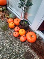 Verse Pompoenen uit Eigen Tuin, Tuin en Terras, Volle zon, Eenjarig, Ophalen of Verzenden, Fruitplanten