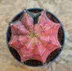 Cactus Gymnocalycium Mihanovichii p7 (30)