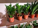 Zz-plant (Zamioculcas), Huis en Inrichting, Kamerplanten, Minder dan 100 cm, Ophalen of Verzenden, Halfschaduw, In pot