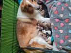 Schotse collie pups Engelse lijn, Dieren en Toebehoren, Rabiës (hondsdolheid), 8 tot 15 weken, Collie, Meerdere