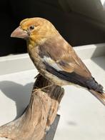 opgezette Appelvink, Verzamelen, Dierenverzamelingen, Ophalen, Gebruikt, Vogel, Opgezet dier