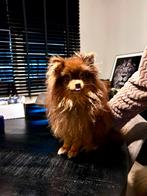 Fci stamboom pomeriaan choco and tan brown, Particulier, 15 weken tot 1 jaar, Reu, Buitenland