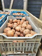 Biltstar aardappelen, Ophalen