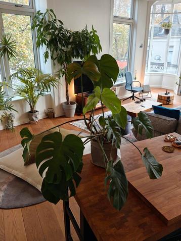 Monstera Deliciosa met plantenzak beschikbaar voor biedingen