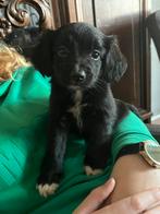 Super lieve Markiesje/Kooiker pups!, Nederland, Overige rassen, 8 tot 15 weken, CDV (hondenziekte)