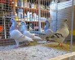 Italiaanse meeuwen, Dieren en Toebehoren, Vogels | Duiven, Meerdere dieren, Overige soorten