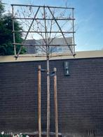 Geraamte voor leiboom, Ophalen of Verzenden