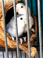 Koppel dwergpapegaai, Dieren en Toebehoren, Vogels | Parkieten en Papegaaien, Meerdere dieren, Dwergpapegaai of Agapornis