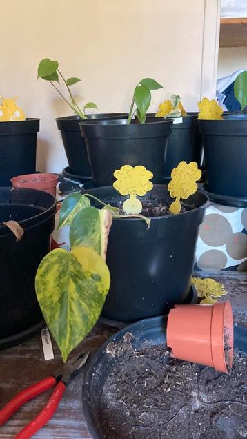 Monstera deliciosa aurea beschikbaar voor biedingen