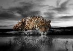 Jungle fotobehang Jaguar zwart-wit kleur, Muurdeco4kids, Huis en Inrichting, Wit, Roofdier, Jaguar, Panter, Luipaard, Verzenden