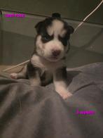Zeer mooie lieve husky pups geboren, Dieren en Toebehoren, 8 tot 15 weken, Poolhond, Meerdere, Meerdere dieren
