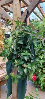 Mandavilla (Dipladenia), Tuin en Terras, Ophalen, Overige soorten