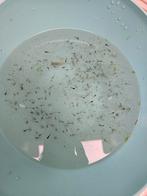 Gratis kleine guppen ophalen, Dieren en Toebehoren