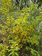 Olijfbomen en Portugese Laurier - Zelf uitgraven!, Tuin en Terras, Planten | Bomen, Bloeit niet, 100 tot 250 cm, Olijfboom, Ophalen