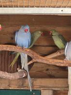 Halsband parkieten, Dieren en Toebehoren, Vogels | Parkieten en Papegaaien, Meerdere dieren, Parkiet