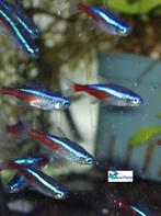 Neon Tetra, Vis, Zoetwatervis, Schoolvis