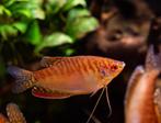 Trichogaster Orange Goerami 8-10 cm, Dieren en Toebehoren, Vissen | Aquariumvissen, Vis, Zoetwatervis