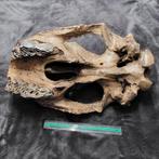 Fossiel ijstijd schedel Wolharige Neushoorn hyena Siberië, Verzamelen, Mineralen en Fossielen, Ophalen of Verzenden, Fossiel
