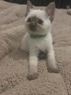 Ragdoll kittens 17 sept geboren mogen weg leuk sint kadootje, Dieren en Toebehoren, Katten en Kittens | Raskatten | Korthaar, Meerdere dieren