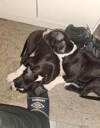 Pitbull x Dogo Argentino pups, Rabiës (hondsdolheid), 8 tot 15 weken, American Staffordshire Terriër, Meerdere