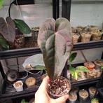 Anthurium dark & handsome x red velvet cake ACTIEPRIJS, Ophalen of Verzenden, Halfschaduw, Minder dan 100 cm