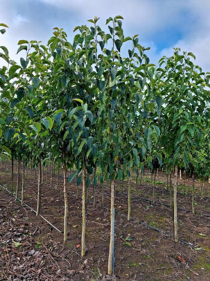 Magnolia 'Galaxy' 🌺 valse tulpenboom🌳, Tuin en Terras, Planten | Bomen, Overige soorten, Volle zon, Lente, Ophalen