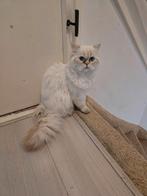 Perzische jong kat, Dieren en Toebehoren, Katten en Kittens | Raskatten | Langhaar, Kater, Ontwormd, 0 tot 2 jaar