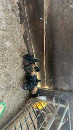 Orpington groot kippen, Dieren en Toebehoren, Pluimvee, Meerdere dieren, Kip