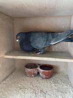 Basterd valenciano====murciano loudino, Mannelijk, Kropper