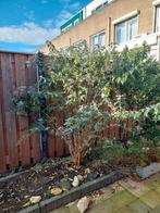 Vlinderstruik - Gratis Af te Halen!, Overige soorten, 100 tot 250 cm, Zomer, Ophalen