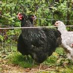 Orpington grootslag, Dieren en Toebehoren, Pluimvee, Mannelijk, Kip