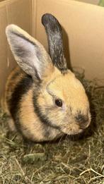 Lief konijntje aangeboden, Dieren en Toebehoren, Konijnen, Vrouwelijk