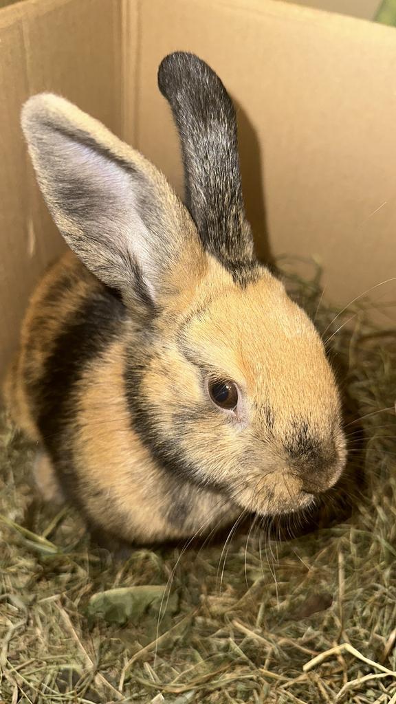 Lief konijntje aangeboden, Dieren en Toebehoren, Konijnen, Vrouwelijk