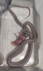 Pantherophis guttatus dilute anery, Dieren en Toebehoren, Reptielen en Amfibieën, Amfibie, 0 tot 2 jaar