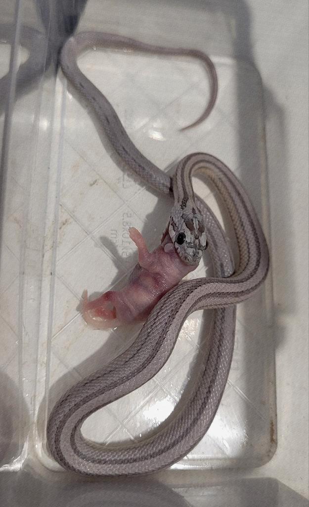 Pantherophis guttatus dilute anery