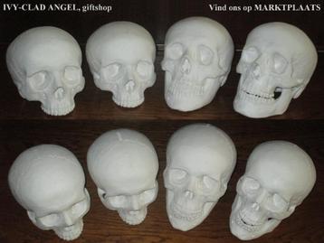 levensgrote Schedels, replica Skulls van BESCHILDERBAAR gips beschikbaar voor biedingen