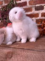 Heel mooi minilop konijntje, Mannelijk, Dwerg, Hangoor, 0 tot 2 jaar