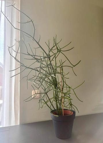Potlood cactus ( Euphorbia Tirucalli ) met pot Arnhem beschikbaar voor biedingen