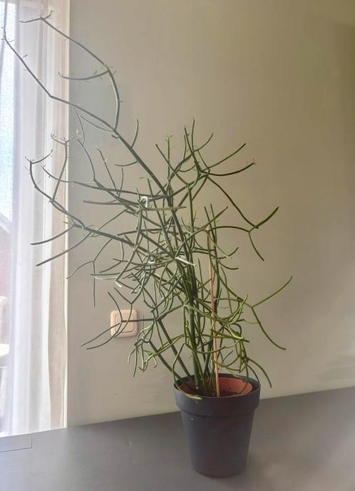 Potlood cactus ( Euphorbia Tirucalli ) met pot Arnhem, Huis en Inrichting, Kamerplanten, Cactus, Minder dan 100 cm, Groene kamerplant