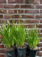 Agapanthus “Lilly White”, Volle zon, Vaste plant, Zomer, Ophalen